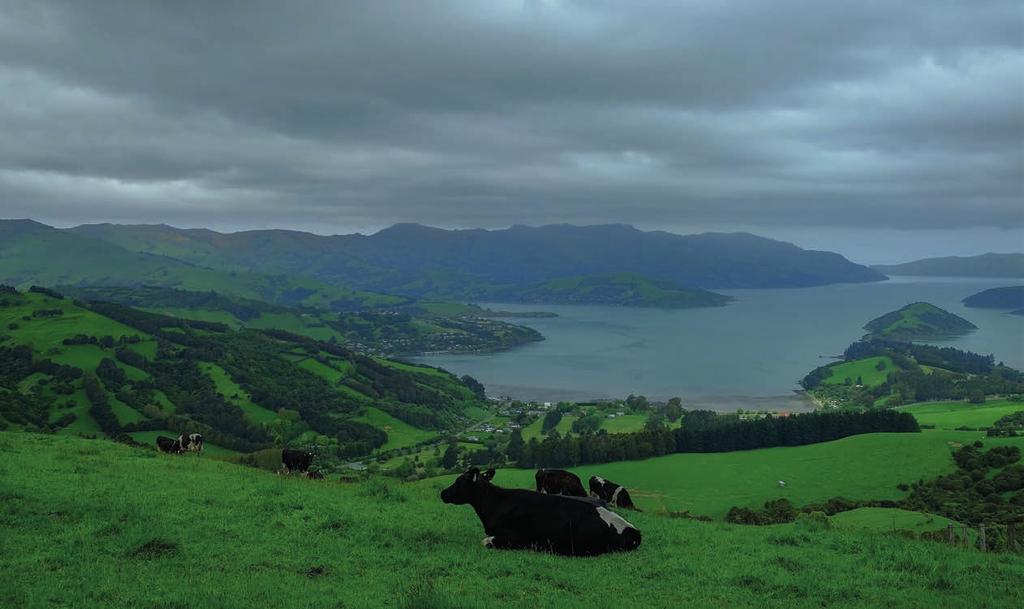 Lekce z genomického šlechtění na Novém Zélandu genomických býků na Novém Zélandu 5-6 % všech inseminací. 94-95 % chovatelů si vybírá býky s vysokou spolehlivostí.
