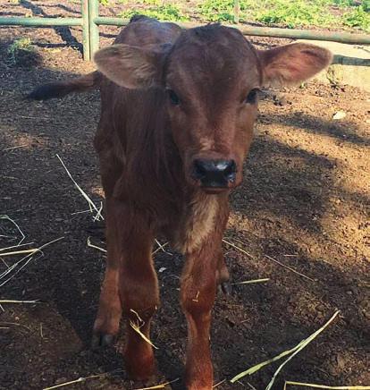 Jeden tady stál 4 roky, pak jsem přišel s novou baterií a on nastartoval. Jeho excelence Edgar Lungu u stánku Breeding Impuls Zambia.