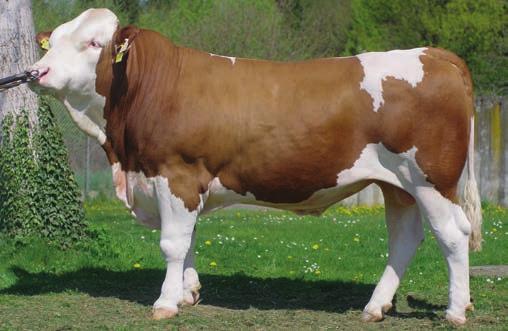 MAHANGO Pp* MOR-240 (Mungo x Round Up) Dcery Mahanga jsou výborné uniformní krávy kombinovaného typu. Bezesporu se jedná o nejlepšího nositele alely pro bezrohost.