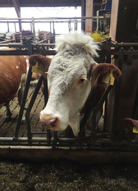 naprosto nesmyslnou cenu. Dnes už jsme o level dál. Jako blesk z čistého nebe najede do obce skupinka lidí s cílem skoupit akcie místního zemědělského podniku. Dobrý den, máte akcie? Máte?