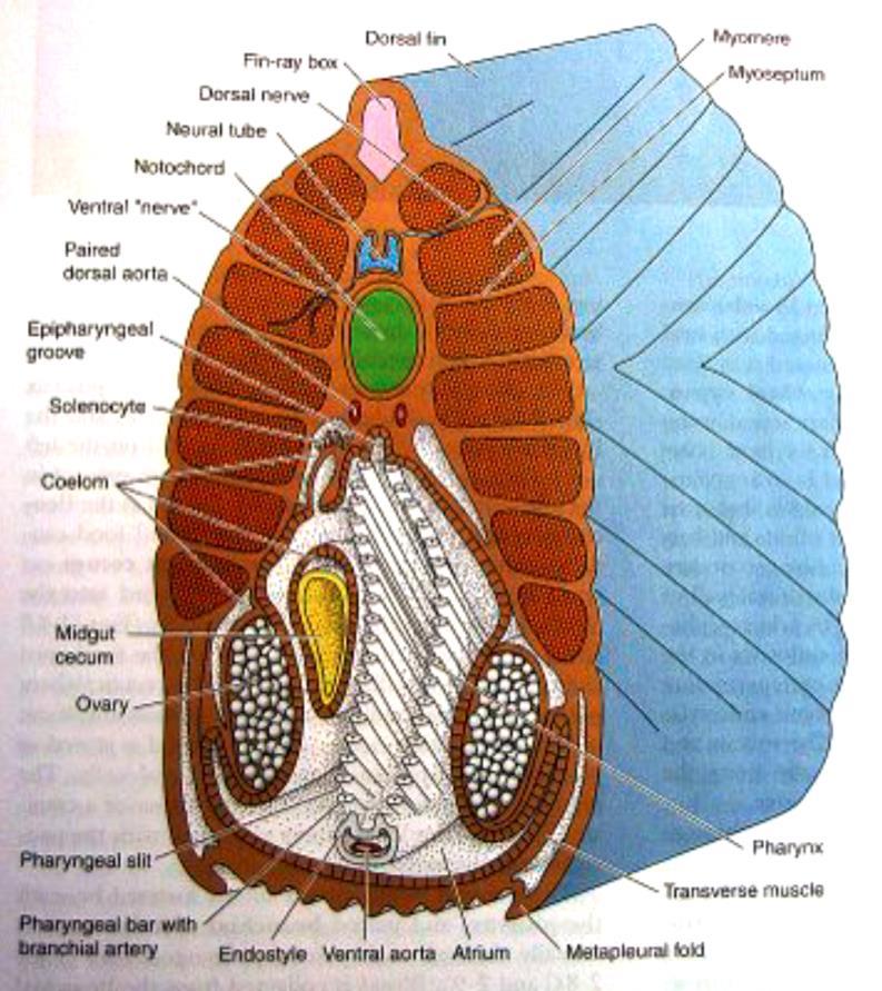 anatomie