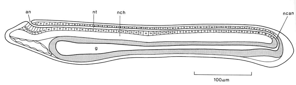 larva