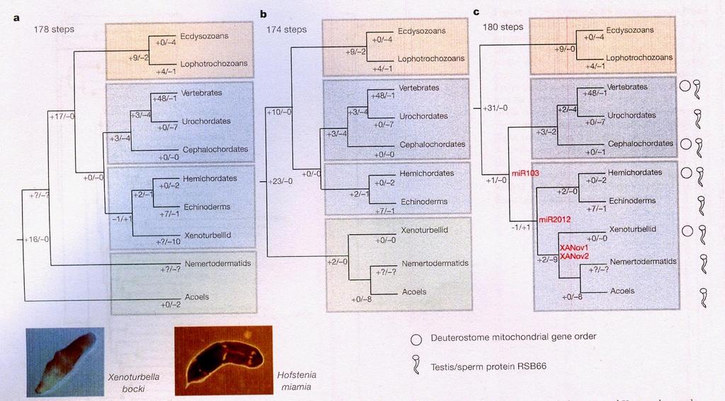 Fylogeneze druhoústých živočichů: problém Xenoturbella Tři hypotézy fylogenetické pozice mlžojeda: a) Xenoturbella sesterská skupina Ambulacraria