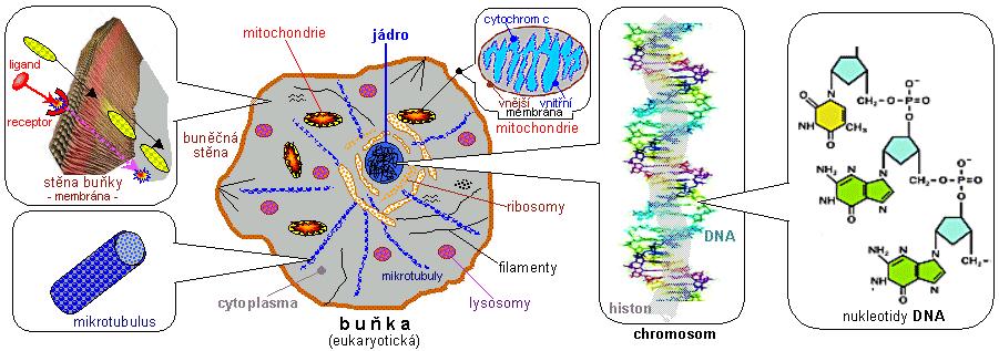 6 RADIOBIOLOGICKÉ HLEDISKO RO, INTERAKCE IZ S ŽIVOU HMOTOU 6.1 STAVBA BUŇKY Buňka (cellula, cyton) je základní stavební a funkční jednotka všech živých organismů.