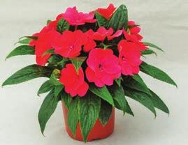 Impatiens