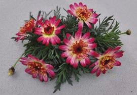 Asteriscus