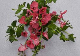 Diascia - hybrid