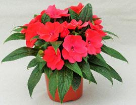 Impatiens