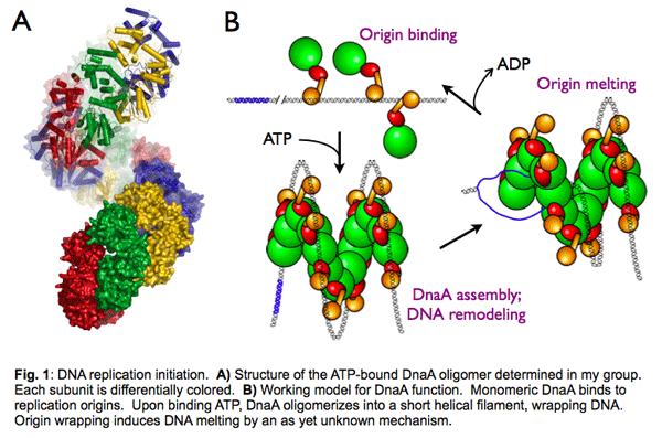DNA