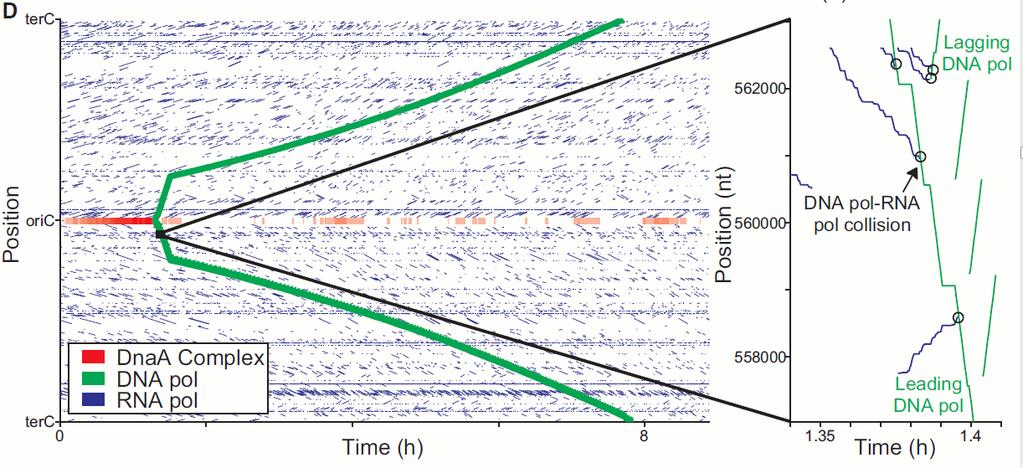 Rychlost DNA replikace Initial rapid DNA replication Acts as a control on cell