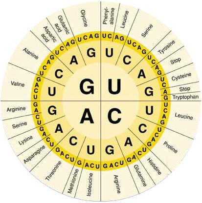 Organizace biologických informací biologické informace redundantní a mnohonásobné Genetický kód je redundantní