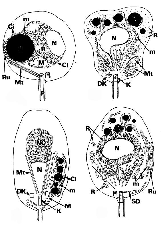 CHYTRIDIOMYCOTA