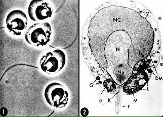 Chytridiales