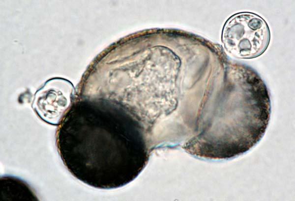 Rhizophydium pollinis-pini s monocentrickou, eukarpickou, epibiotickou
