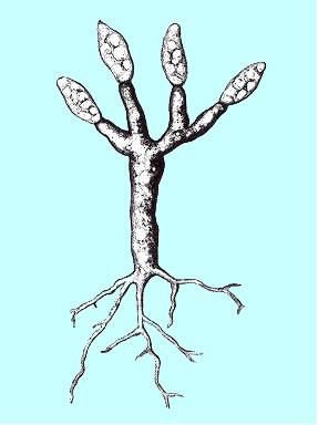 Rod Blastocladia (řád Blastocladiales) má kolem 13 druhů, saprofyté na rostlinném i