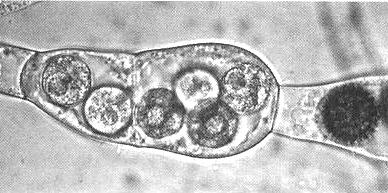 Endobiotický druh Rozella allomycis