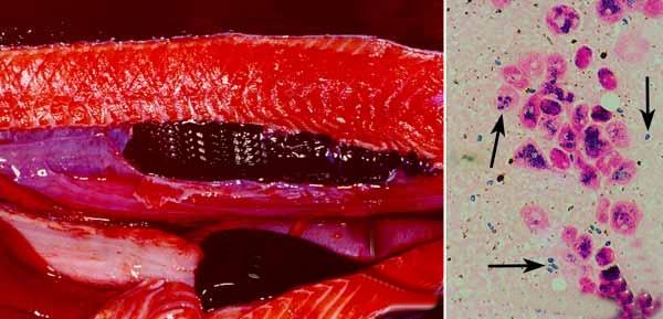 Nucleospora salmonis napadené orgány lososa obecného (Salmo salar) a buňky hostitele se