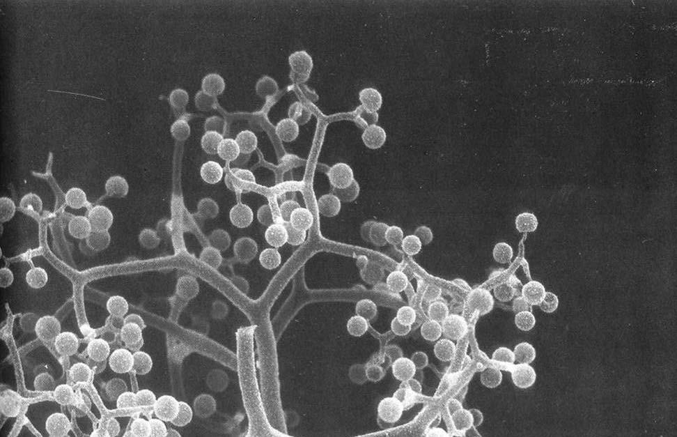 Druh Thamnidium elegans Dichotomicky větvené