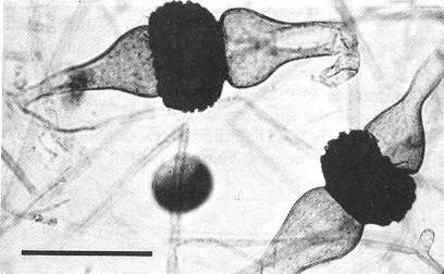 zygosporangia