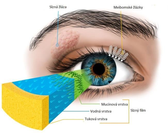 Mean function of tear film Optical - The tear film compensates for corneal unevenness to create a smooth interface between the air and the cornea, which is important for the sharp image of the retina.