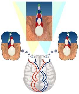 Stereopsis Bc.