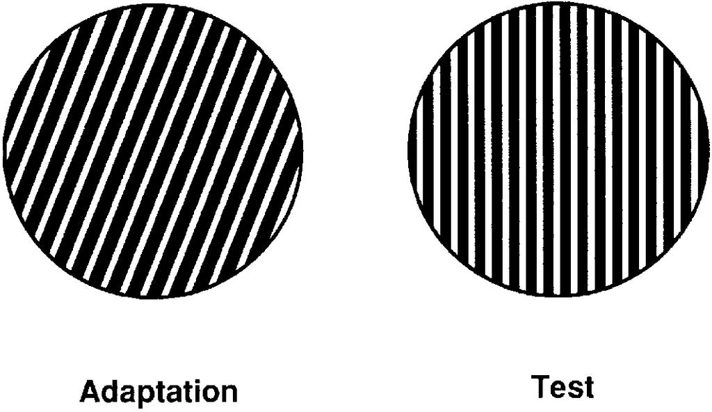 TILT AFTER-EFECT TEST Because of the phenomenon of interocular transfer this can be measured by the tilt after efect test.