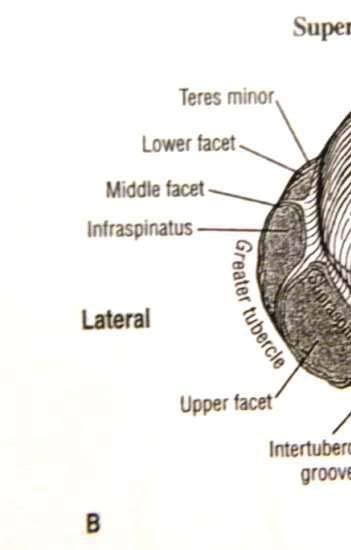 2.3 Kinematika ramenee Obrázek 4: Zadní pohled na pravý humerus