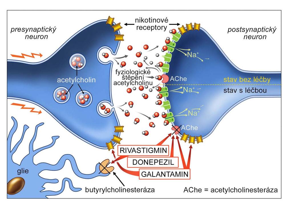 Synapse a mechanismus účinku tří inhibitorů acetylcholinesterázy