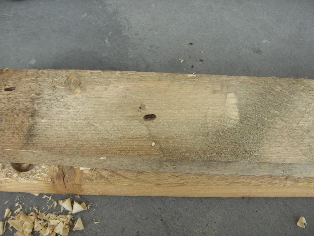 Dovoz dřevěného obalového materiálu ŠO riziko Škodlivé organismy: - požerky větší než