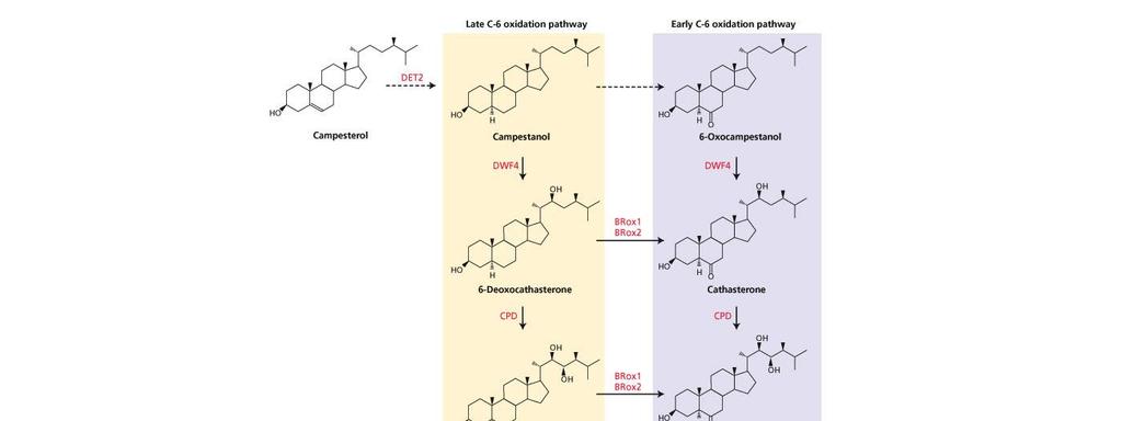 12 Biosyntetické dráhy