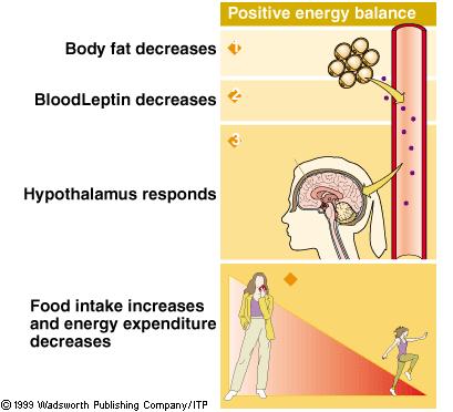 Ako účinkuje leptín veľa tuku málo tuku zvyšuje sa hladina leptínu znišuje sa hladina leptínu receptory v