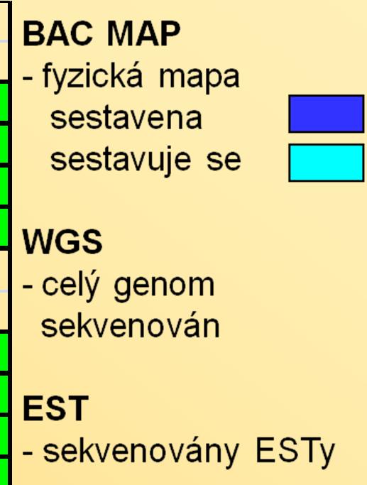SEKVENOVANÉ ROSTLINNÉ GENOMY GROUP GENUS BAC MAP WGS EST Asterids tomato tobacco potato Rosids Arabidopsis thaliana Arabidopsis lyrata Capsella Brassica cotton