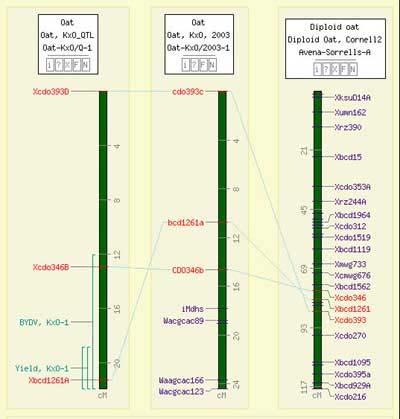GrainGenes is a compilation of molecular and phenotypic information on wheat, barley, rye, triticale, and oats.