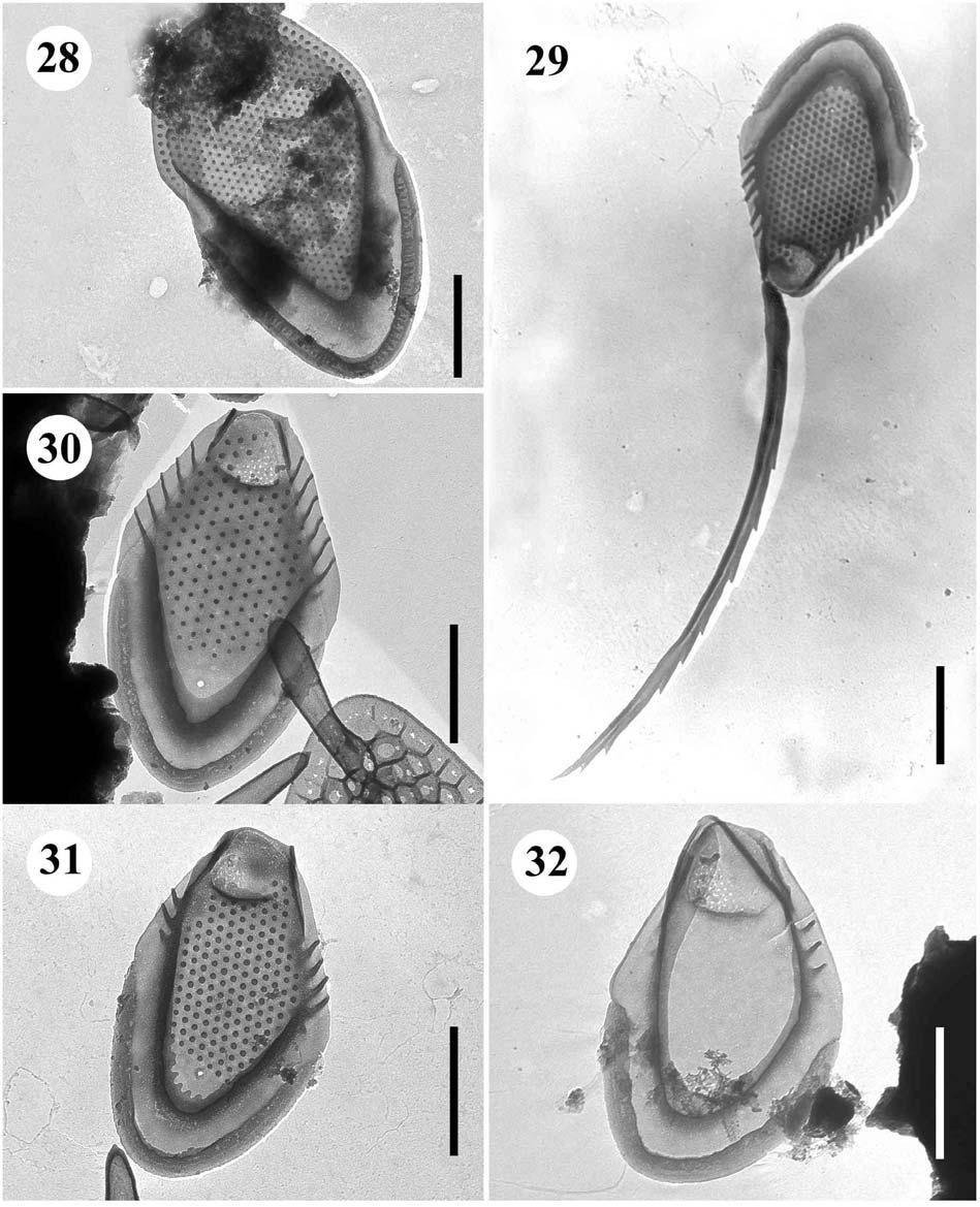 28. Mallomonas paxillata šupina, úsečka 1 µm. 29.-32. Mallomonas papillosa var.
