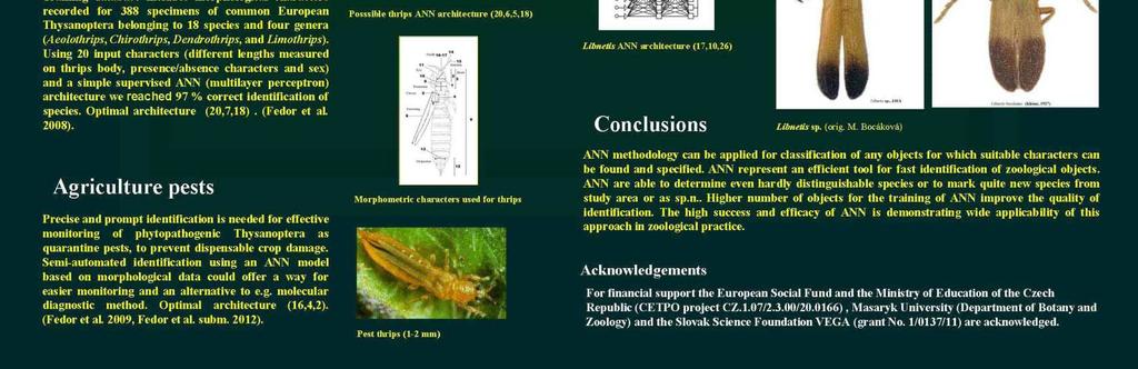 Motyka M., Bocak L., 2015. The classification of Flabellochromus and Dumbrellia (Coleoptera: Lycidae) with descriptions of two new species of Calochromus from the Sundaland Region.