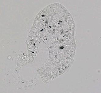 aktivita (MIC; 36hod) Cytotoxicita (LC50; 24hod) 1 mg/l 1 mg/l 30