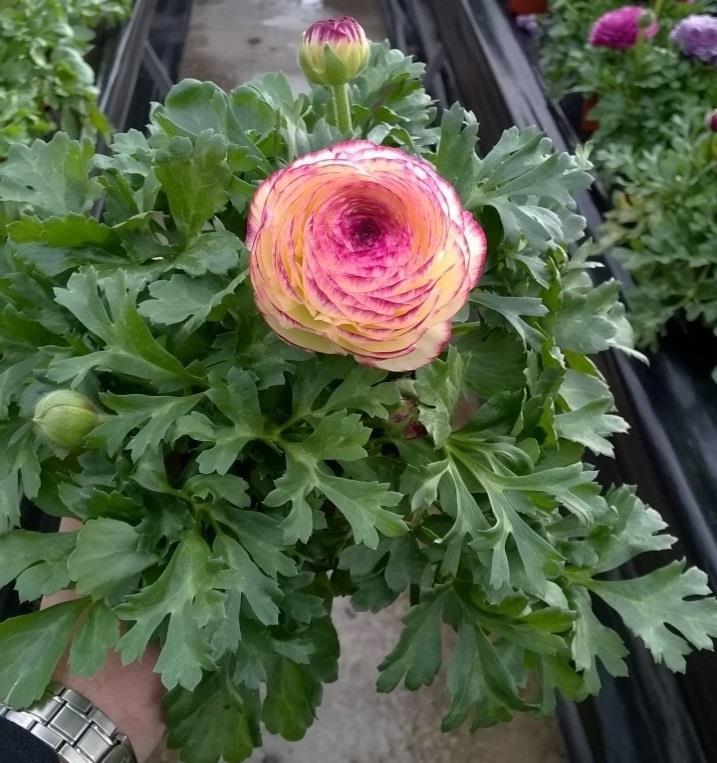 Ranunculus asiaticus Maché Vanilla Rose Bicolor Medley Střední standardní