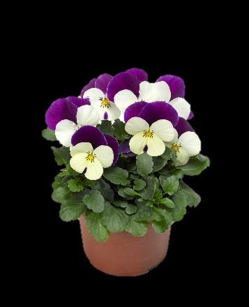 Viola cornuta Rocky White Purple Wing Imp, Violet Face and Deep Blue Imp.