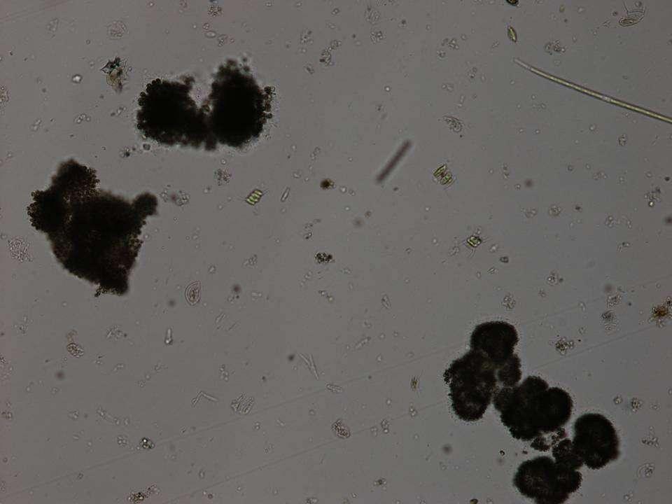 Microcystis spp.