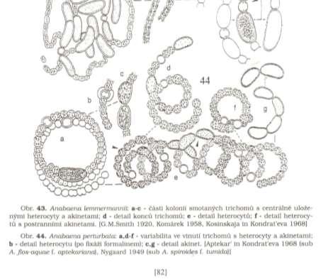 Anabaena