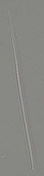 vláken kolem 2,5 µm