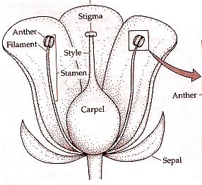 Gyneceum Pestík (pistillum) je samičí pohlavní orgán vznikající srůstem jednoho nebo více megasporofylů (= plodolistů, karpelů).