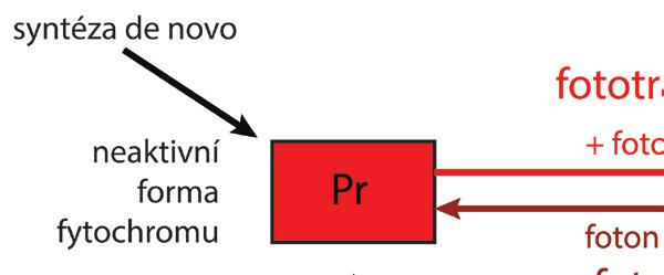 Jana Albrechtová, Libor Sedlecký, Věra Čížková Univerzita Karlova, Přírodovědecká fakulta, Katedra experimentální biologie rostlin Obr.