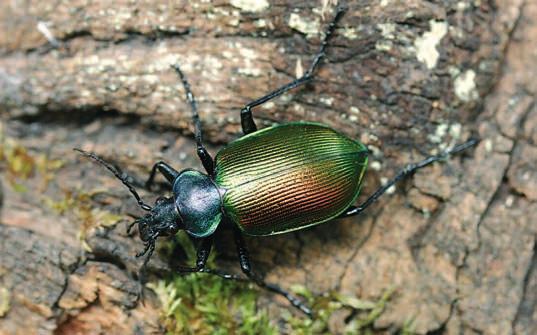 Zbarvení hraje důležitou roli při pohlavním výběru, v potravní biologii při interakcích mezi kořistí a predátorem (fenomény krycího nebo výstražného zbarvení), uplatňuje se také při koevoluci hmyzích