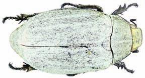 iridescentní barvy.