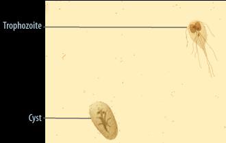 Giardia intestinalis (Lamblie) Obrázek převzat z CD-ROM Parasite-Tutor