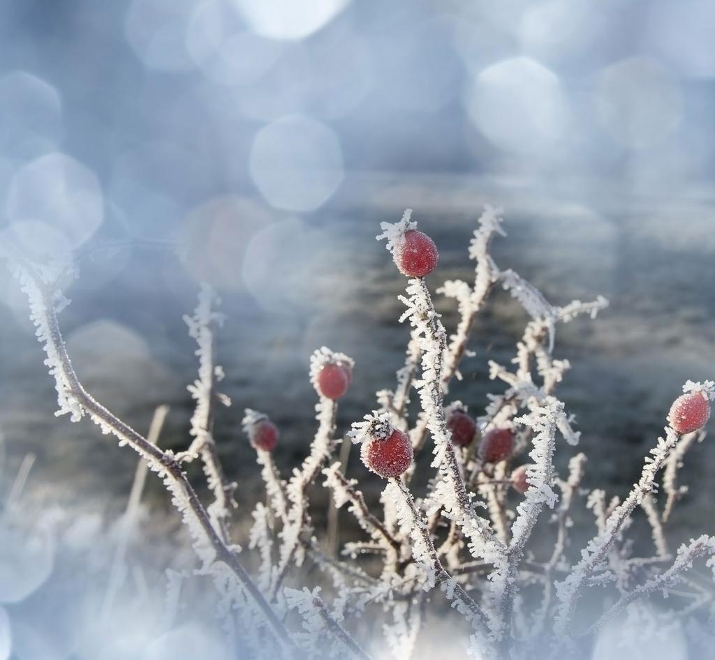 sezónní tipy Kde mráz neškodí, ale prospívá Připravila Kateřina Kmecová, foto shutterstock Na sklizeň většiny druhů ovoce a zeleniny si budeme muset počkat ještě celou řadu