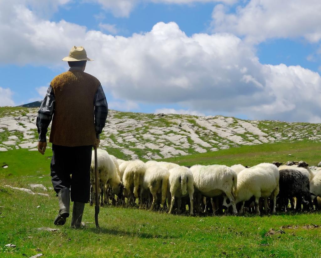 příběhy jídla Příběh sýrů z Liptova. Na začátku byla ovce valaška Připravila Táňa Pikartová, foto shutterstock Valaška je plemeno ovce, která změnila Liptov.