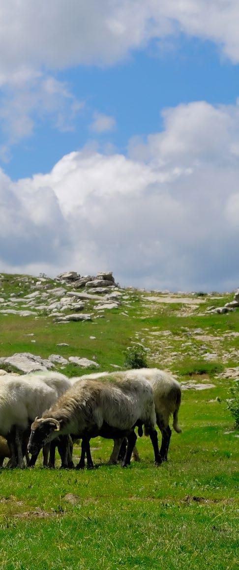 příběhy jídla zaudili, pak nastrouhali a až potom natlačili do gelety (dřevěná nádoba na mléko, sýr apod.), což je prastarý způsob uchovávání sýra známý z jihovýchodní Evropy.