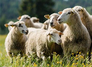 na louky při senosečích. Žinčice, čili ovčí džus Tradiční slovenský nápoj z ovčího mléka, který je vedlejším produktem při výrobě bryndzy, můžeme přirovnat chutí i konzistencí ke známému kefíru.